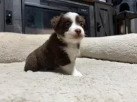 Lorena , a female Miniature Australian Shepherd for sale in Terryville, CT – 4 of 5