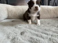 Lorena , a female Miniature Australian Shepherd for sale in Terryville, CT – 3 of 5