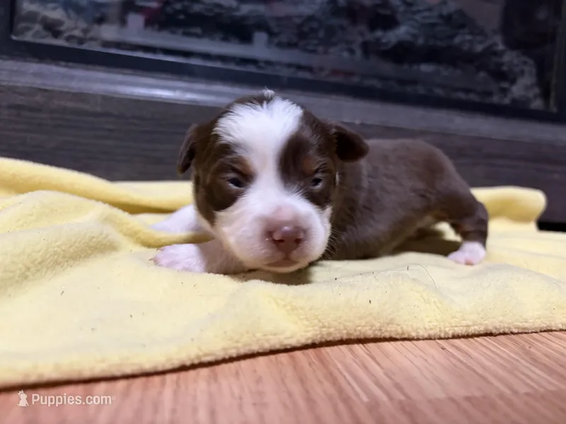 Lorena  – Miniature Australian Shepherd puppy for sale in Terryville, CT