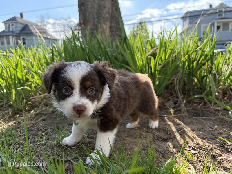 Lorena  – Miniature Australian Shepherd puppy for sale in Terryville, CT