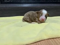 Casey, a female Miniature Australian Shepherd for sale in Terryville, CT – Photo 2 of 3