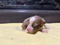 Casey, a female Miniature Australian Shepherd for sale in Terryville, CT – Photo 3 of 3