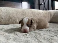 Casey, a female Miniature Australian Shepherd for sale in Terryville, CT – 4 of 6