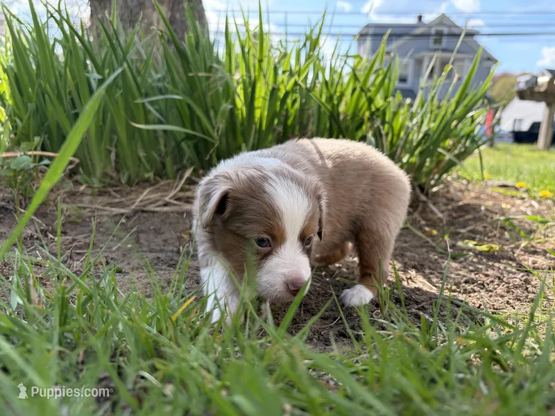 Casey – Miniature Australian Shepherd puppy for sale in Terryville, CT