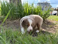 Casey, a female Miniature Australian Shepherd for sale in Terryville, CT – 2 of 8