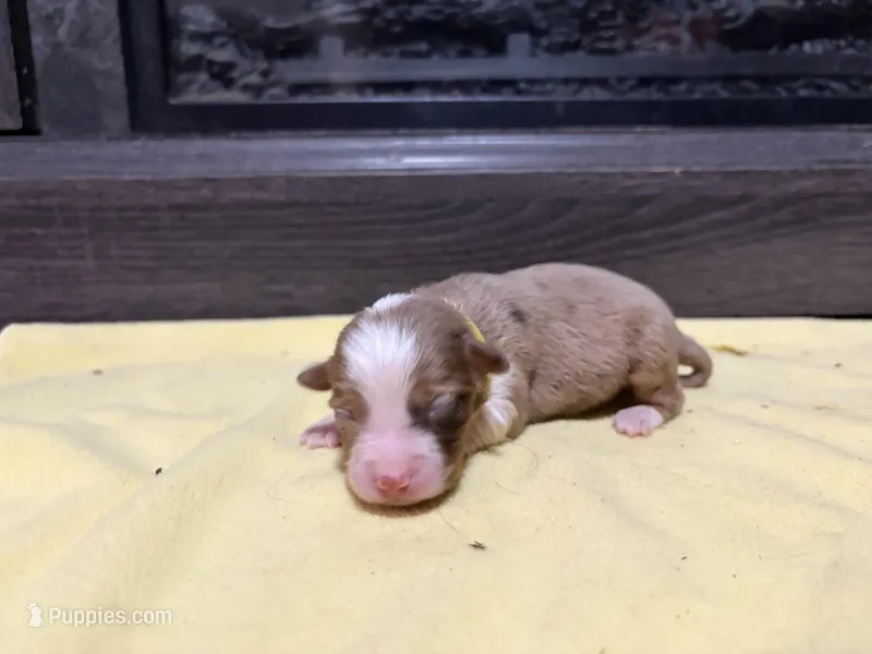 Casey – Miniature Australian Shepherd puppy for sale in Terryville, CT