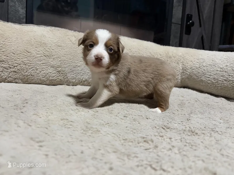 Casey – Miniature Australian Shepherd puppy for sale in Terryville, CT