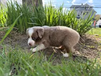 Casey, a female Miniature Australian Shepherd for sale in Terryville, CT – 3 of 8