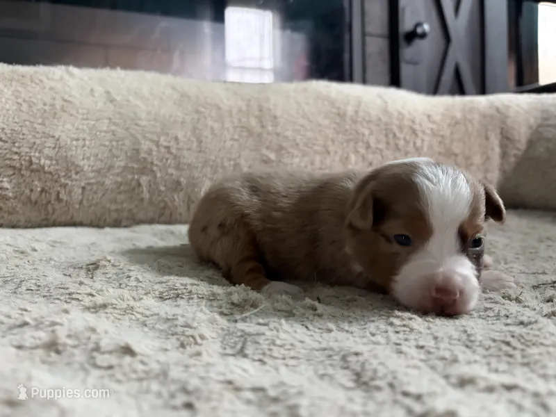 Casey – Miniature Australian Shepherd puppy for sale in Terryville, CT
