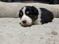 Susan , a female Australian Shepherd for sale in Terryville, CT – Photo 4 of 5