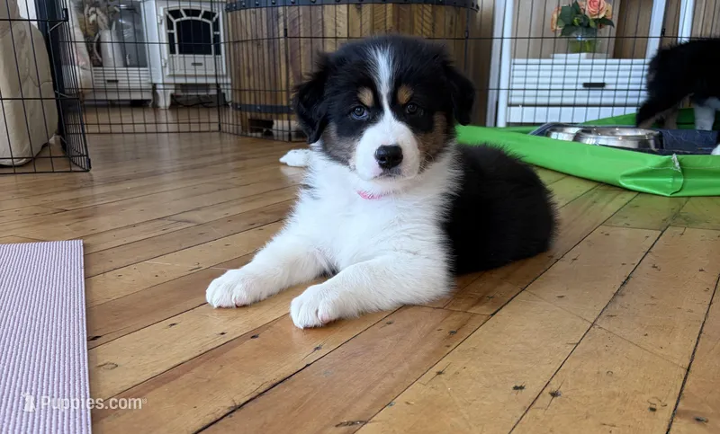 Susan  – Australian Shepherd puppy for sale in Terryville, CT