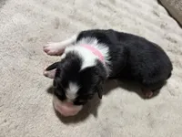 Susan , a female Australian Shepherd for sale in Terryville, CT – Photo 3 of 3