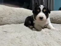 Susan , a female Australian Shepherd for sale in Terryville, CT – Photo 5 of 5