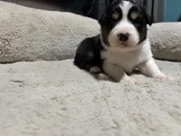 Susan , a female Australian Shepherd for sale in Terryville, CT – Photo 2 of 5
