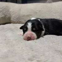Susan , a female Australian Shepherd for sale in Terryville, CT – Photo 3 of 5