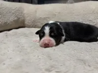 Susan , a female Australian Shepherd for sale in Terryville, CT – Photo 1 of 3