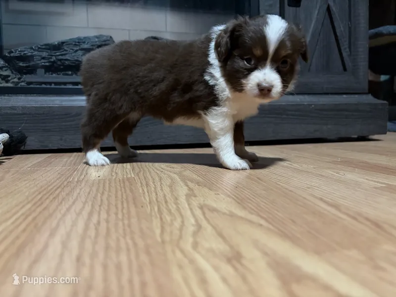 Mary – Miniature Australian Shepherd puppy for sale in Terryville, CT