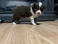 Mary, a female Miniature Australian Shepherd for sale in Terryville, CT – 2 of 10