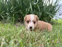 Jojo (has tail) , a female Miniature Australian Shepherd for sale in Terryville, CT – 2 of 2