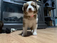 Casey, a female Miniature Australian Shepherd for sale in Terryville, CT – 8 of 8