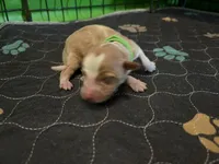 Elton, a male Miniature Australian Shepherd for sale in Terryville, CT – 3 of 3