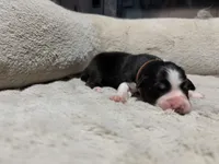 Aslan , a male Australian Shepherd for sale in Terryville, CT – Photo 3 of 3