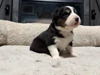 Aslan (has 1 blue eye) , a male Australian Shepherd for sale in Terryville, CT – Photo 2 of 4