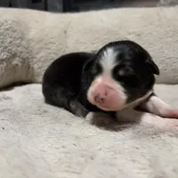 Aslan (has 1 blue eye) , a male Australian Shepherd for sale in Terryville, CT – Photo 3 of 4
