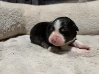 Aslan , a male Australian Shepherd for sale in Terryville, CT – Photo 1 of 3