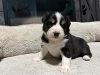 Aslan (has 1 blue eye) , a male Australian Shepherd for sale in Terryville, CT – Photo 1 of 4
