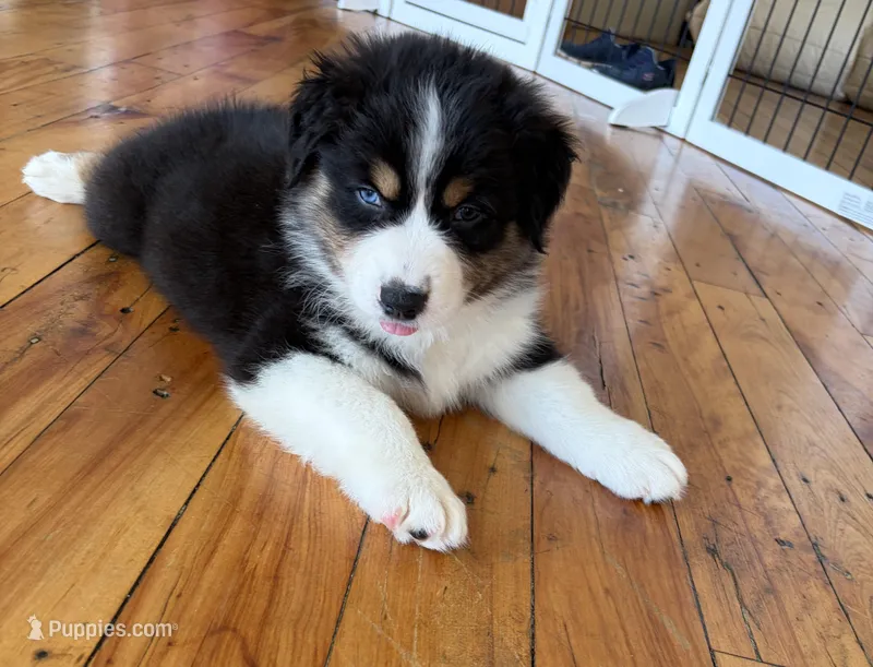 Aslan (has 1 blue eye)  – Australian Shepherd puppy for sale in Terryville, CT