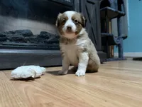 Casey, a female Miniature Australian Shepherd for sale in Terryville, CT – 1 of 8