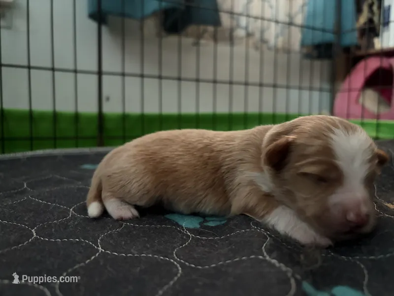 Elton – Miniature Australian Shepherd puppy for sale in Terryville, CT
