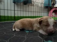 Elton, a male Miniature Australian Shepherd for sale in Terryville, CT – 1 of 3
