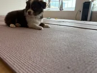 Mary, a female Miniature Australian Shepherd for sale in Terryville, CT – 10 of 10