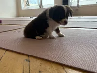 Mary, a female Miniature Australian Shepherd for sale in Terryville, CT – 9 of 10
