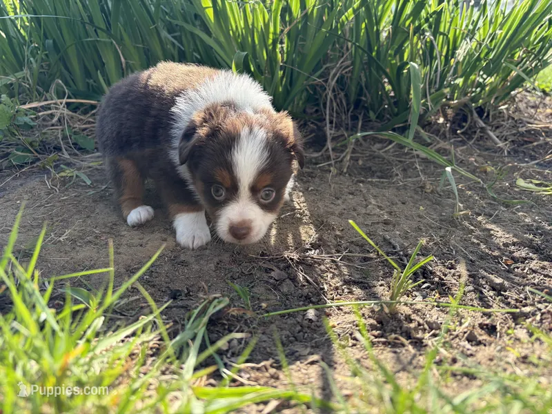 Penny  – Miniature Australian Shepherd puppy for sale in Terryville, CT