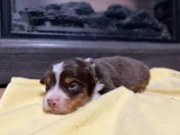 Penny , a female Miniature Australian Shepherd for sale in Terryville, CT – Photo 2 of 3