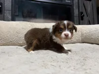 Penny , a female Miniature Australian Shepherd for sale in Terryville, CT – 4 of 5