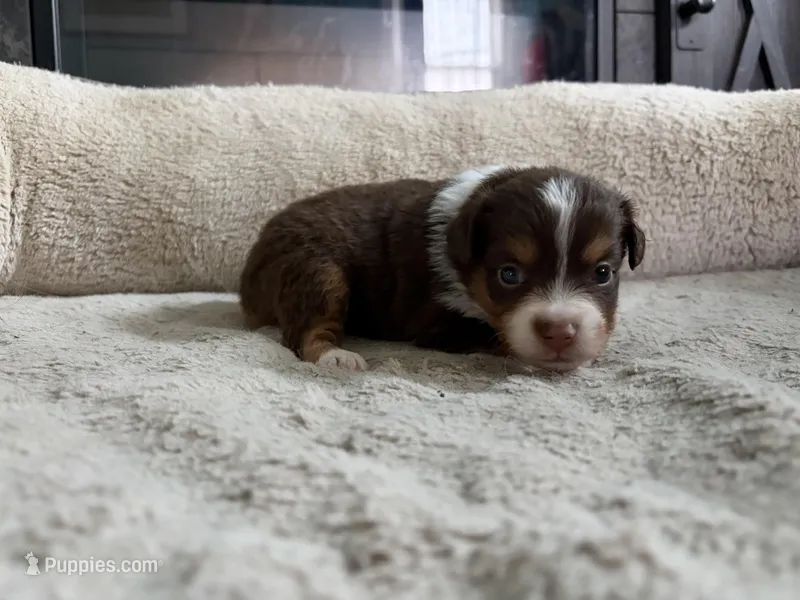 Penny  – Miniature Australian Shepherd puppy for sale in Terryville, CT