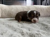Penny , a female Miniature Australian Shepherd for sale in Terryville, CT – 2 of 5