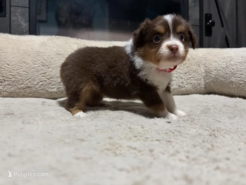 Penny  – Miniature Australian Shepherd puppy for sale in Terryville, CT