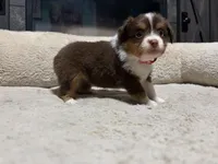 Penny , a female Miniature Australian Shepherd for sale in Terryville, CT – 1 of 5