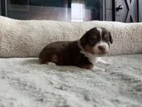 Penny , a female Miniature Australian Shepherd for sale in Terryville, CT – 3 of 5
