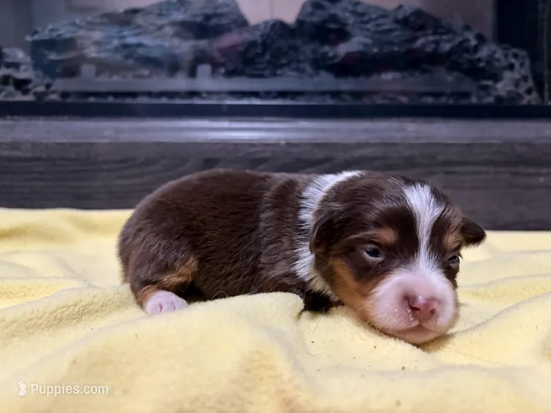 Penny  – Miniature Australian Shepherd puppy for sale in Terryville, CT