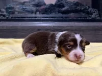 Penny , a female Miniature Australian Shepherd for sale in Terryville, CT – Photo 1 of 3
