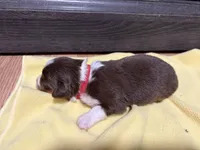 Penny , a female Miniature Australian Shepherd for sale in Terryville, CT – Photo 3 of 3