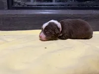 Lizzy, a female Miniature Australian Shepherd for sale in Terryville, CT – Photo 3 of 3