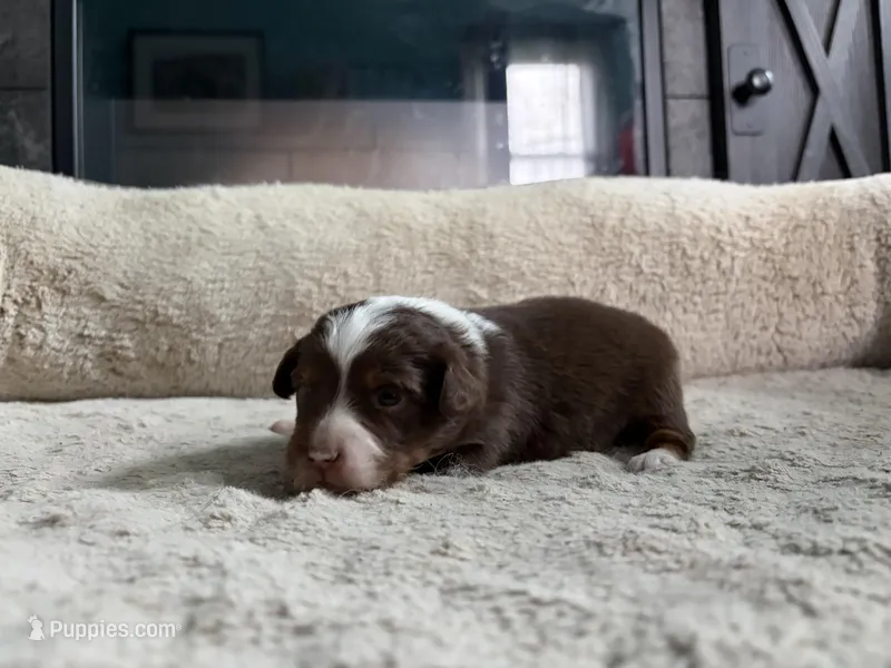 Lizzy – Miniature Australian Shepherd puppy for sale in Terryville, CT