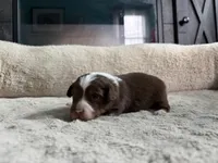 Lizzy, a female Miniature Australian Shepherd for sale in Terryville, CT – 2 of 5